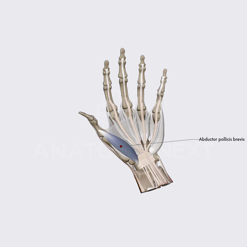 Lateral group of hand muscles (part 1)
